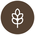 whole grain icon